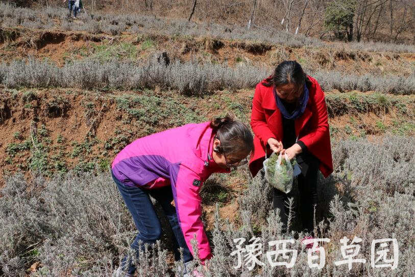 在豫西百草園挖野菜的游客們