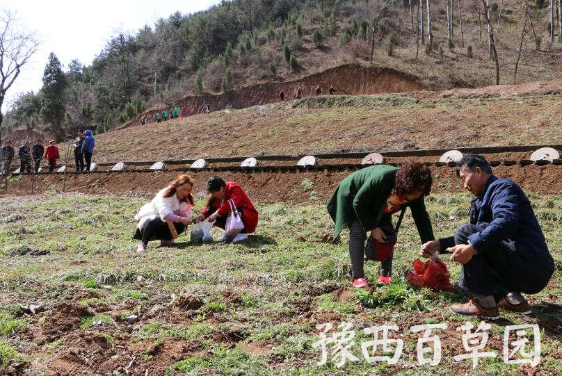 在豫西百草園挖野菜的游客們