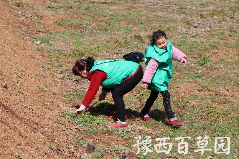 在豫西百草園挖野菜的游客們