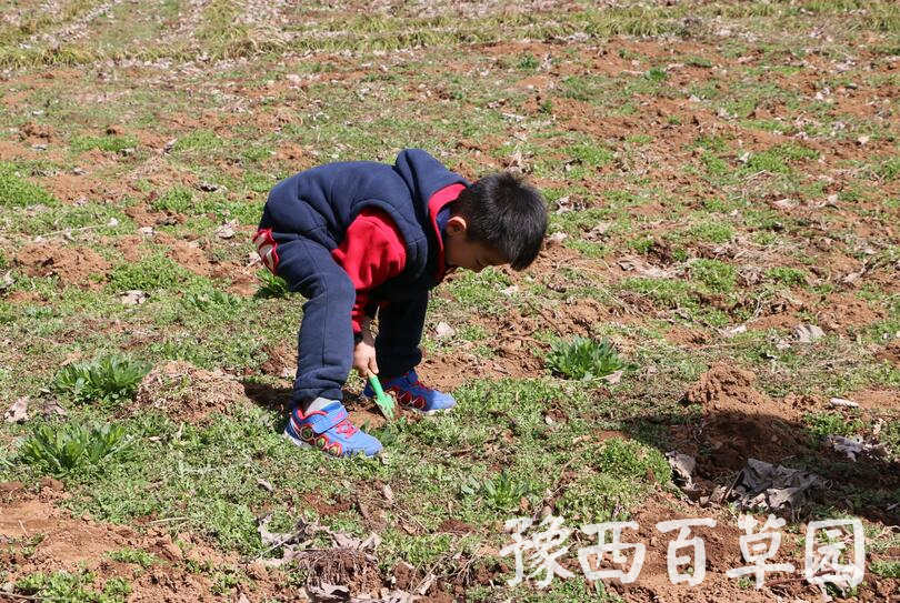 在豫西百草園挖野菜的游客們